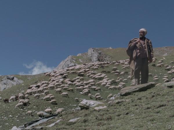 The Gold-Laden Sheep and The Sacred Mountain